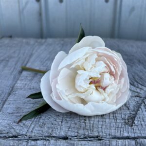 My Love - Single Stem