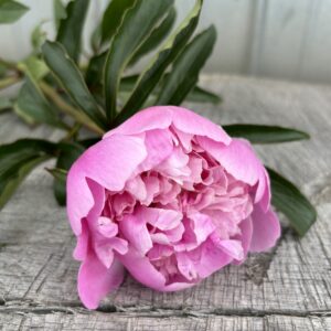 Mons Jules Ellie - Single Stem