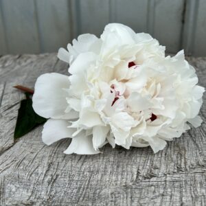 Festiva Maxima - Single Stem