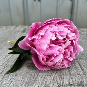 Alex Flemming - Single Stem