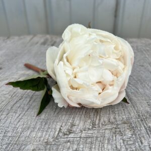 Immaculee - Single Stem