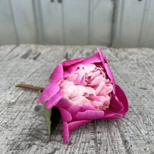 Gay Paree - Single Stem