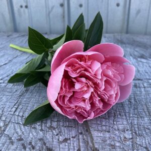 Etched Salmon - Single Stem