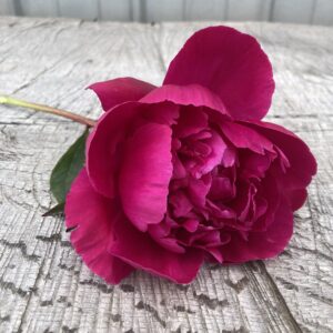 Bunker Hill - Single Stem