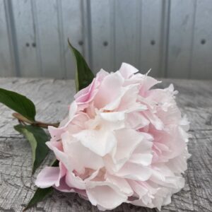 Catherine Fontijin - Single Stem