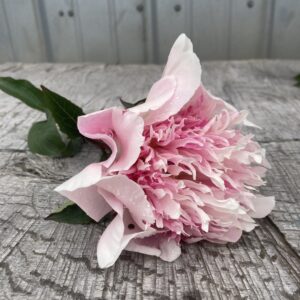 Do Tell - Single Stem