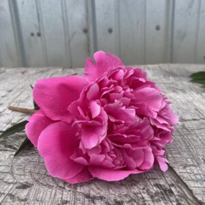 Edulis Superba - Single Stem