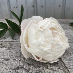 Gardenia - Single Stem