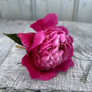 Bouquet Perfect - Single Stem