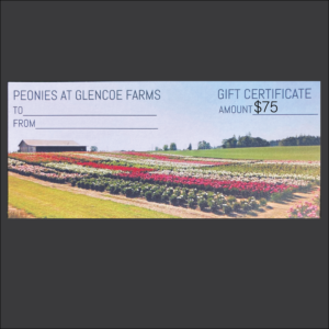 $75 Gift Certificate