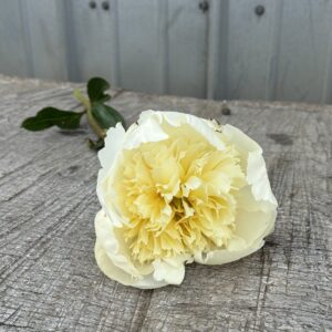 Charles White - Single Stem