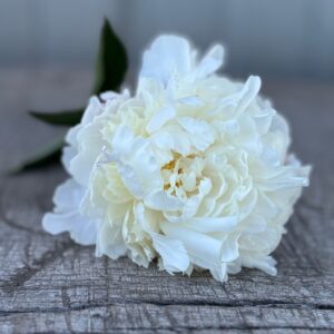 White Frost - Single Stem