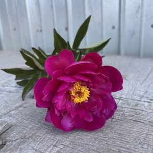 Red Sara Bernhardt - Single Stem