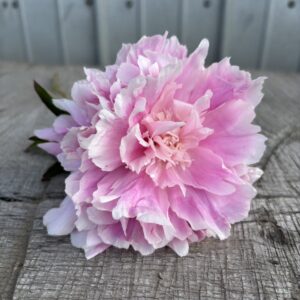 Jacorma - Single Stem