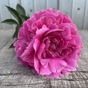 Rozella - Single Stem