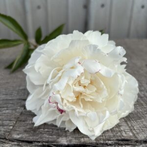 Frances Willard - Single Stem