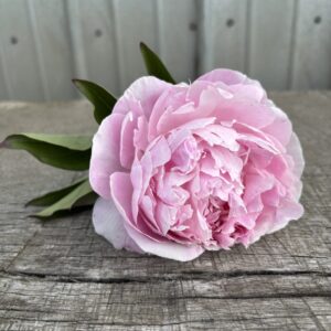 Myrtle Gentry - Single Stem